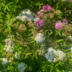 Tavoľník japonský (Spiraea japonica) ´SHIROBANA´ - výška 30-50 cm, ⌀ 30-50 cm, kont. C2L
