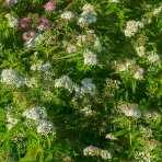 Tavoľník japonský (Spiraea japonica) ´SHIROBANA´ výška: 30-50 cm, ⌀ 30-50 cm, kont. C2L