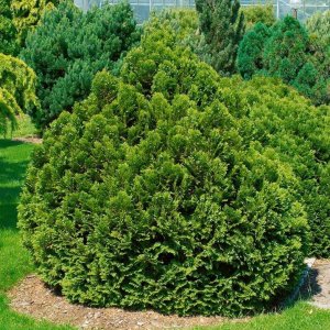 Cypruštek Lawsonov (Chamaecyparis lawsoniana) ´MINIMA GLAUCA´ - výška: 15-20 cm, kont. C2L