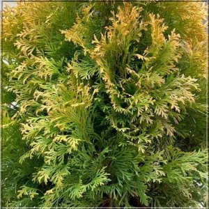 Tuja západná (Thuja occidentalis) ´GOLDEN ANNE´ - výška 30-50 cm, kont. C5L