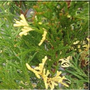 Tuja západná (Thuja occidentalis) ´STARSTRUCK´ - výška 30-50cm, kont. C5L