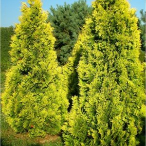 Tuja západná (Thuja occidentalis) ´GOLDEN BRABANT´ - výška 60-80 cm, kont. C5L