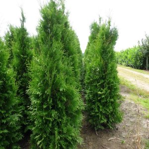 Tuja západná (Thuja occidentalis) ´BRABANT´ - výška 40-50cm, priemer 30-35cm, kont. C5L