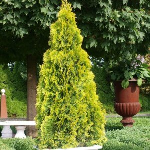 Tuja západná (Thuja occidentalis) ´GOLDEN SMARAGD´ - výška 40-60 cm, kont. C3L