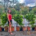 Červienka Fraserova (Photinia × fraseri) ´RED ROBIN´ - výška 140-160 cm, kont. C18L - NA KMIENKU