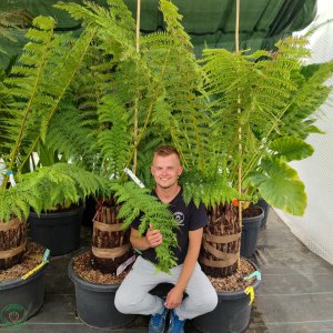 Diksónia (Dicksonia) antarctica, výška: 100-130 cm, výška kmeňa: 40 cm+, kont.C60L