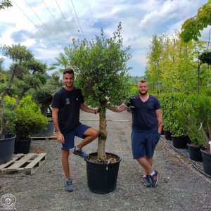 Olivovník európsky (Olea europaea) - výška 180-200 cm, obvod kmeňa 30/40cm, kont. C90L – EXEMPLÁR (-12°C)