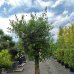 Olivovník európsky (Olea europaea) - výška 180-200 cm, obvod kmeňa 30/40cm, kont. C90L – EXEMPLÁR (-12°C)