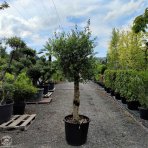 Olivovník európsky (Olea europaea) - výška 150-170 cm, obvod kmeňa 16/18 cm, kont. C110/130L – EXEMPLÁR (-12°C)
