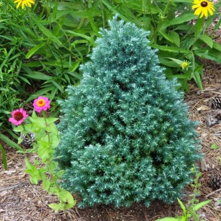 Cypruštek hrachonosný (Chamaecyparis pisifera) ´BABY BLUE ´ - výška 20-40 cm, kont. C5L