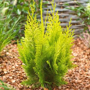 Cypruštek Lawsonov (Chamaecyparis lawsoniana)  ´IVONNE´ - výška 20-40cm, kont. C5L