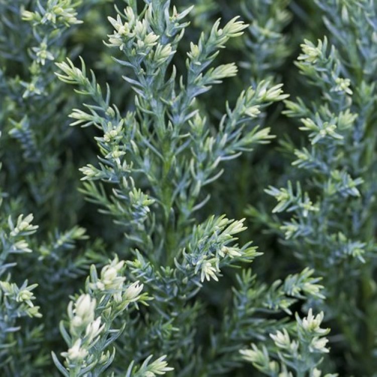 Cypruštek lawsonov (Chamaecyparis lawsoniana)  ´SNOW WHITE´ - výška 15-25 cm, kont. C2L
