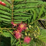 Albízia ružová (Albizia Julibrissin) - výška 350-400 cm, obvod kmeňa 8/10 cm, kont. C35L