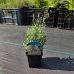 Levanduľa úzkolistá (Lavandula angustifolia) ´HIDCOTE BLUE´ výška: 10-20 cm, kont. P9