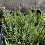 Levanduľa úzkolistá (Lavandula angustifolia) ´HIDCOTE BLUE´ kont. P9