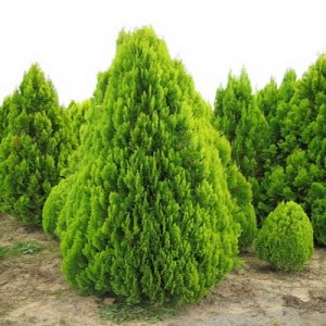 Tuja východná (Thuja orientalis) ´ELEGANTISSIMA´ - výška 30-50cm, kont. C5L