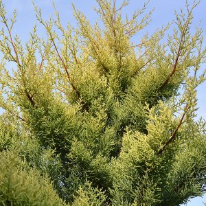 Cypruštek arizónsky (Cupressus arizonica) ´FASTIGIATA AUREA´ (-13°C)  - výška 150-175cm, kont. C18L