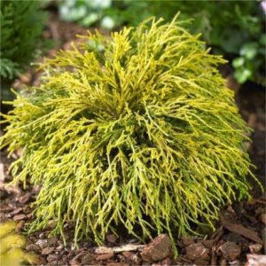 Cypruštek tupolistý (Chamaecyparis obtusa) ´GITTE´ - výška 20-30 cm, kont. C2L