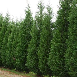 Cyprusovec leylandský (Cupressocyparis leylandii), výška 250+ cm, kont. 35L, (-18°C)