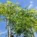 Sofora japonská (Sophora japonica)  - výška: 200-240 cm, kont. C33/55L - PENDULA