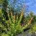 Vŕba japonská (Salix integra) ´HAKURO NISHIKI´ - výška 100-120 cm, kont. C3L  - NA KMIENKU