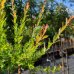 Vŕba japonská (Salix integra) ´HAKURO NISHIKI´ - výška 100-120 cm, kont. C3L  - NA KMIENKU