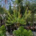 Vŕba japonská (Salix integra) ´HAKURO NISHIKI´ - výška 100-140 cm, kont. C3L  - NA KMIENKU