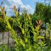 Vŕba japonská (Salix integra) ´HAKURO NISHIKI´ - výška 100-120 cm, kont. C3L  - NA KMIENKU