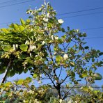 Lipa americká, strieborná (Tilia americana) ´HYBRIDA ARGENTEA´  - výška 180-220 cm, obvod kmeňa 4/6 cm, kont. C9L