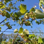 Lipa americká, strieborná (Tilia americana) ´HYBRIDA ARGENTEA´  - výška 180-220 cm, obvod kmeňa 4/6 cm, kont. C9L