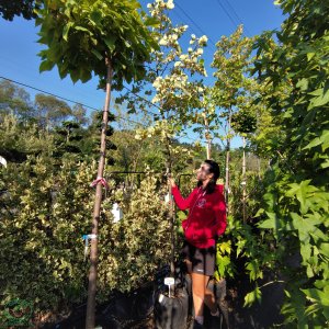 Lipa americká, strieborná (Tilia americana) ´HYBRIDA ARGENTEA´  - výška 180-220 cm, kont. C9L