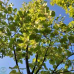 Lipa americká, strieborná (Tilia americana) ´HYBRIDA ARGENTEA´  - výška 180-220 cm, obvod kmeňa 4/6 cm, kont. C9L