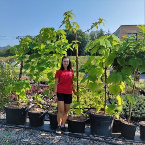 Paulovnia plstnatá (Paulownia tomentosa) - výška 250-300cm, obvod kmeňa 8/12 cm,kont. C45L (-20°C)