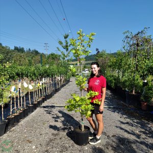 Platan javorolistý (Platanus acerifolia) - výška 180-200 cm, obvod kmeňa 4/6 cm, kont. C10L