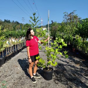 Platan javorolistý (Platanus acerifolia)  - výška 200-250 cm, kont. C5L