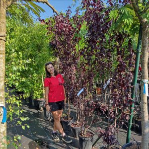 Slivka čerešňoplodá (Prunus cerasifera) ´PISSARDOVA´ - výška 200-250 cm, kont. C15L