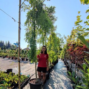 Sofora japonská (Sophora japonica)  - výška: 200-240 cm, kont. C33/55L - PENDULA