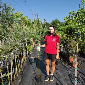 Vŕba japonská (Salix integra) ´HAKURO NISHIKI´ - výška 100-120 cm, kont. C3L  - NA KMIENKU