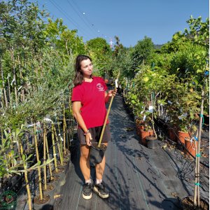 Vŕba plazivá (Salix repens) ´ARGENTEA´ - výška 90-110 cm, kont. C5L  - NA KMIENKU