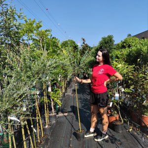 Vŕba purpurová (Salix purpurea) ´PENDULA´ - výška 110-130 cm, obvod kmeňa 6/8 cm, kont. C5L 