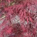 Javor dlaňolistý (Acer rossi palmatum) ´DISSEKTUM TAMUKEYAMA´ - výška 160-180 cm, kont. C30L - rozvetvený