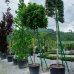 Javor mliečny (Acer platanoides) ´GLOBOSUM´ - výška 300-350 cm, obvod kmeňa 20/22 cm, kont. C180L 