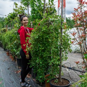 Vŕba rakytová (Salix caprea) ´KILMARNOCK´ - výška 160-180 cm, obvod kmeňa 6/8 cm, kont. C30L