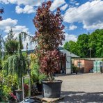 Javor dlaňolistý (Acer palmatum) ´BLOODGOOD´ - výška 280-330 cm, obvod kmeňa 32/34 cm, kont. C230L 