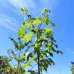 Javor mliečny (Acer platanoides) ´DRUMMONDII´ - výška 190-210cm, kont. C20L 