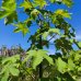 Javor mliečny (Acer platanoides) ´DRUMMONDII´ - výška 190-210cm, kont. C20L 