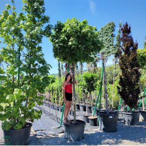 Javor mliečny (Acer platanoides) ´GLOBOSUM´ - výška 300-350 cm, obvod kmeňa 20/22 cm, kont. C180L 