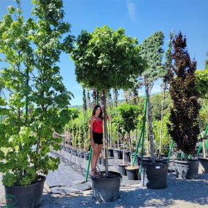 Javor mliečny (Acer platanoides) ´GLOBOSUM´ - výška 300-350 cm, obvod kmeňa 20/22 cm, kont. C180L 