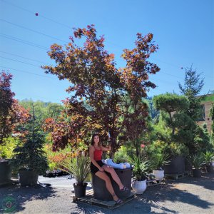 Javor dlaňolistý (Acer palmatum) ´BLOOD GOLD´ - výška 280-330 cm, kont. C230L 
