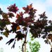 Javor mliečny (Acer platanoides) ´CRIMSON SENTRY´ - výška 250-300 cm, obvod kmeňa 6/8 cm, kont. C15L 